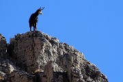 02 Camoscio di vedetta sui contrafforti rocciosi del Monte Arale